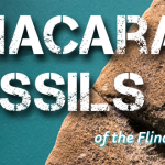 Ediacaran Fossils of the Flinders Ranges