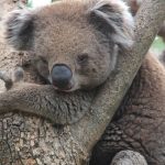 Kindy Zoo: Australian Animals