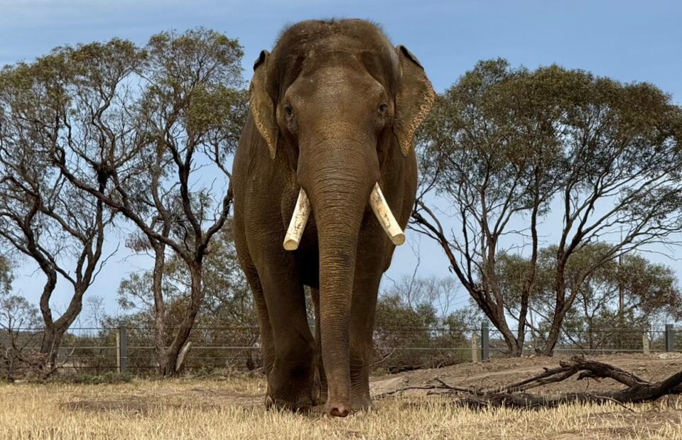 elephant monarto